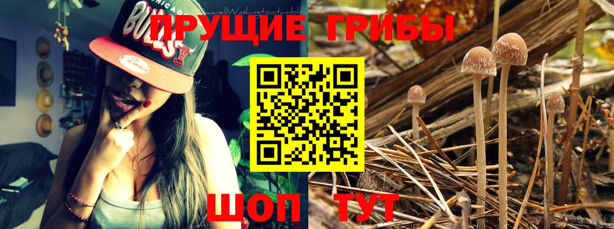 Псилоцибиновые грибы Psilocybe Выборг